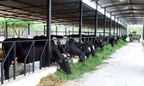 Dairy Farm Shed